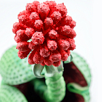 Дизайнерская статуэтка для интерьера Tropical Fruit Pandora 16 варинант исполнения - 1 | Loft Concept в Челябинске