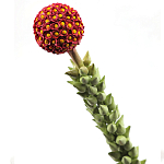 Статуэтка тропический фрукт  Tropical Fruit High Orange варинант исполнения - 2 | Loft Concept в Челябинске