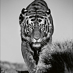 Книга Beusker. Look into my Eyes варинант исполнения - 6 | Loft Concept в Челябинске