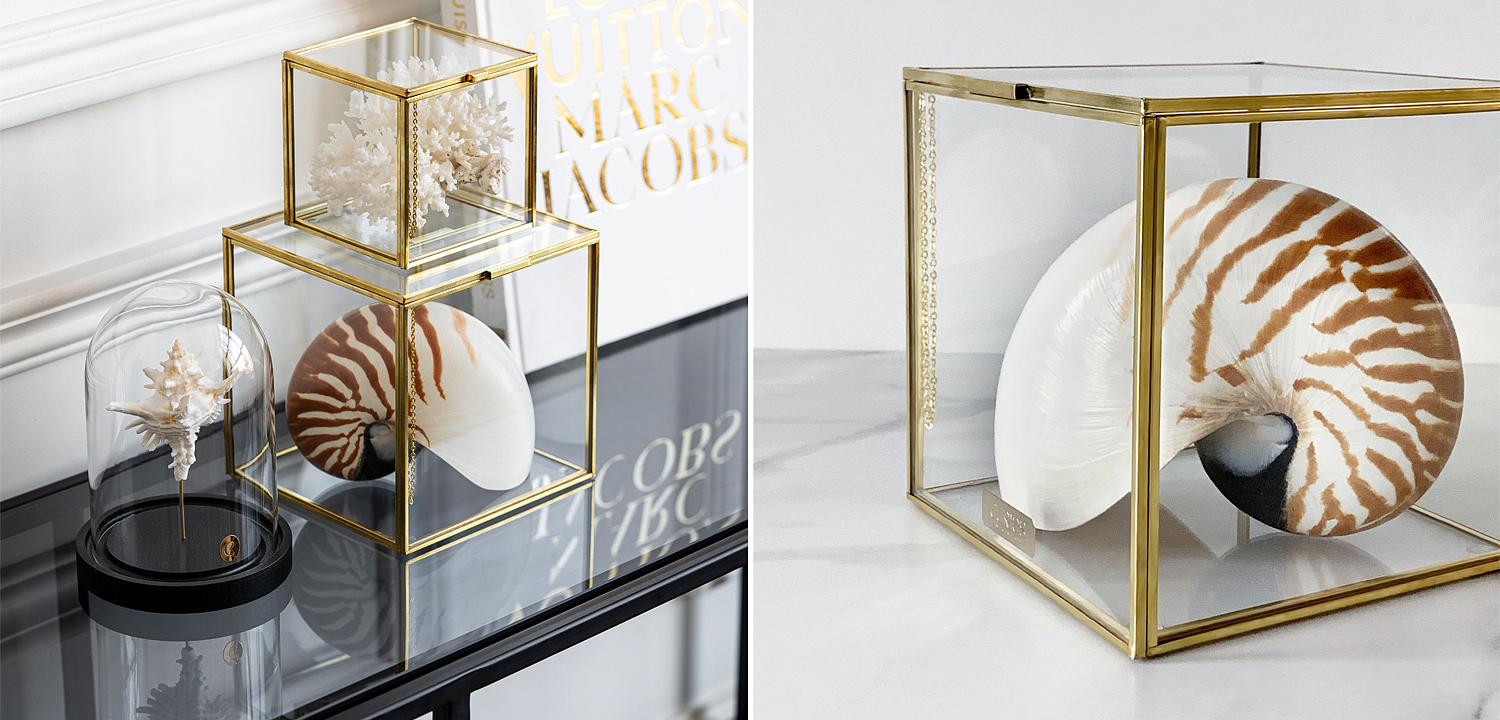 Статуэтка Nautilus Pompilius Glass Box M Статуэтка Nautilus Pompilius Glass Box M - Loft-Concept в Челябинске