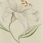 Обои ручная роспись Lilium Special Colourway on Ivory dyed silk варинант исполнения - 2 | Loft Concept в Челябинске