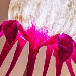 Торшер фуксия «Цветы из снов»  варинант исполнения - 4 | Loft Concept в Челябинске