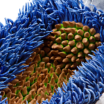 Дизайнерская статуэтка для интерьера Tropical Fruit Pandora 12 варинант исполнения - 3 | Loft Concept в Челябинске