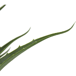 Декоративный искусственное растение Medium Aloe варинант исполнения - 2 | Loft Concept в Челябинске