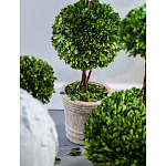 Декоративный искусственное растение Single boxwood варинант исполнения - 3 | Loft Concept в Челябинске