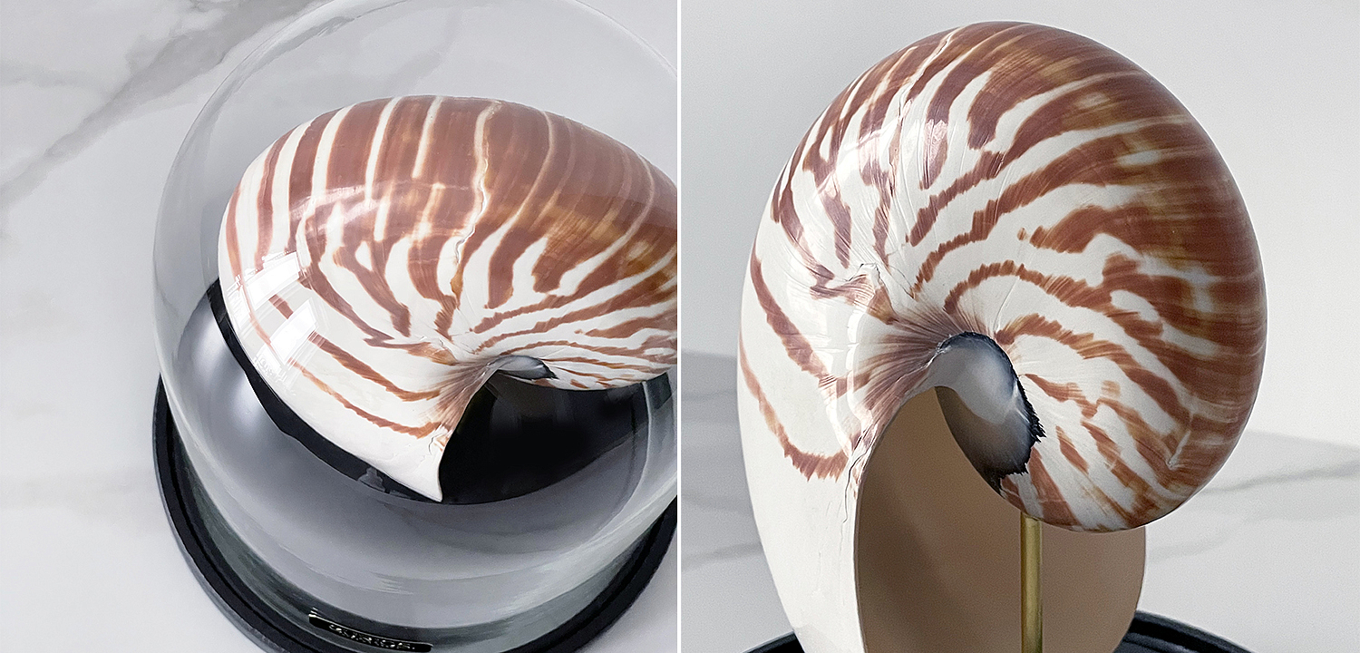 Статуэтка Nautilus Pompilius Glass Cloche Статуэтка Nautilus Pompilius Glass Cloche - Loft-Concept в Челябинске