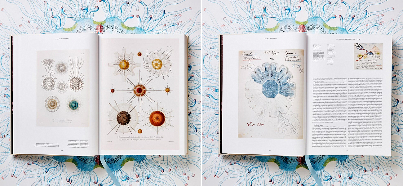 The Art and Science of Ernst Haeckel XXL The Art and Science of Ernst Haeckel XXL - Loft-Concept в Челябинске