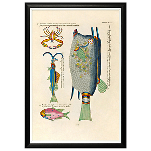 Постер в черной раме Fish Guide 16