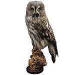 Чучело Совы таксидермия варинант исполнения - 1 | Loft Concept в Челябинске