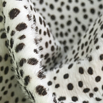 Мебельная ткань Искусственный мех  белый леопард 90 см T5-3 варинант исполнения - 1 | Loft Concept в Челябинске