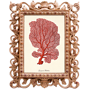 Постер Red Coral Poster 5