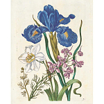 Книга цветов 22 постера Maria Sibylla Merian: 22 Pull-Out Posters варинант исполнения - 6 | Loft Concept в Челябинске