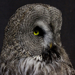 Чучело Совы таксидермия варинант исполнения - 5 | Loft Concept в Челябинске