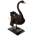 Настоящее чучело черного лебедя Black Swan варинант исполнения - 5 | Loft Concept в Челябинске