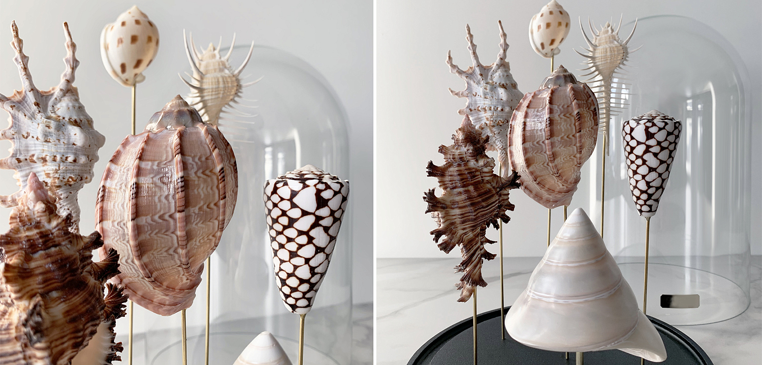 Статуэтка Shell Collection Glass Cloche 2 Статуэтка Shell Collection Glass Cloche 2 - Loft-Concept в Челябинске