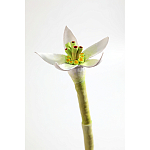 Статуэтка тропический фрукт Pandora Tropical Fruit Orange Two Flowers варинант исполнения - 3 | Loft Concept в Челябинске