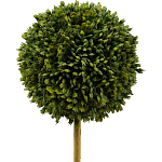 Декоративный искусственное растение Boxwood One варинант исполнения - 2 | Loft Concept в Челябинске