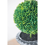 Декоративный искусственное растение Double boxwood варинант исполнения - 6 | Loft Concept в Челябинске