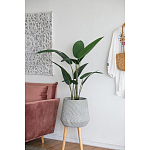 Декоративный искусственное растение Decor Stile  варинант исполнения - 6 | Loft Concept в Челябинске