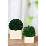 Декоративный искусственное растение Square boxwood варинант исполнения - 4 | Loft Concept в Челябинске