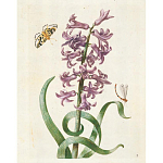 Книга цветов 22 постера Maria Sibylla Merian: 22 Pull-Out Posters варинант исполнения - 2 | Loft Concept в Челябинске