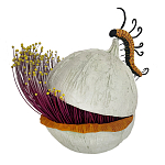 Статуэтка фантастический фрукт Exotic Tropical Fruit orange and white 67 варинант исполнения - 4 | Loft Concept в Челябинске