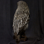Чучело Совы таксидермия варинант исполнения - 4 | Loft Concept в Челябинске