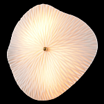 Бра в форме лепестка с рельефной текстурой FLOW варинант исполнения - 1 | Loft Concept в Челябинске