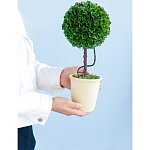 Декоративный искусственное растение Single boxwood варинант исполнения - 8 | Loft Concept в Челябинске