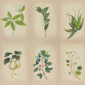 Обои ручная роспись Botanical Studies Linnaeus colourway