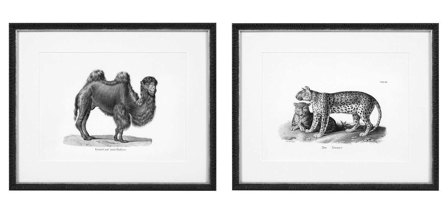 Комплект постеров Eichholtz Prints Historical Animals set of 6 Комплект постеров Eichholtz Prints Historical Animals set of 6 - Loft-Concept в Челябинске