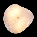 Бра в форме лепестка с рельефной текстурой FLOW варинант исполнения - 3 | Loft Concept в Челябинске