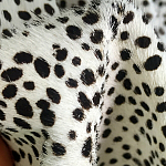 Мебельная ткань Искусственный мех  белый леопард 90 см T5-3 варинант исполнения - 3 | Loft Concept в Челябинске