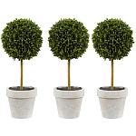 Декоративный искусственное растение Boxwood One варинант исполнения - 1 | Loft Concept в Челябинске