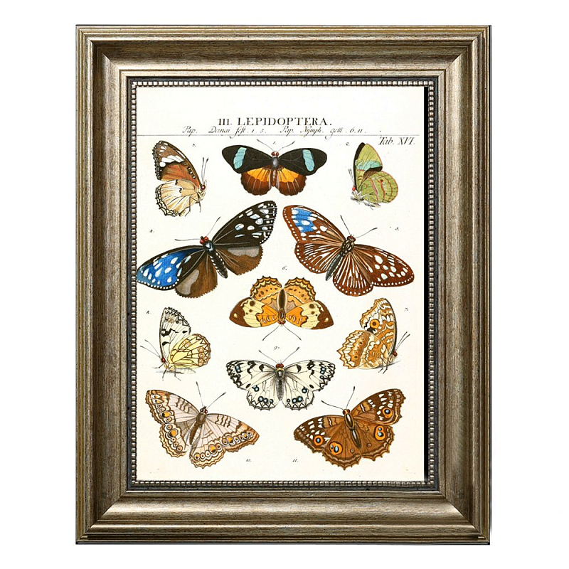 Постер Butterfly Collection Постер Butterfly Collection в Челябинске | Loft Concept