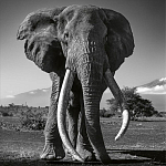 Книга Beusker. Look into my Eyes варинант исполнения - 5 | Loft Concept в Челябинске