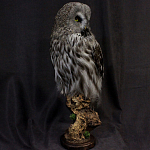 Чучело Совы таксидермия варинант исполнения - 3 | Loft Concept в Челябинске