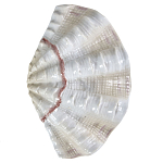 Фигурка из фарфора в виде одной створки ракушки Marine Tridacna варинант исполнения - 1 | Loft Concept в Челябинске