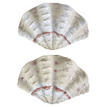 Фигурка из фарфора в виде одной створки ракушки Marine Tridacna варинант исполнения - 2 | Loft Concept в Челябинске